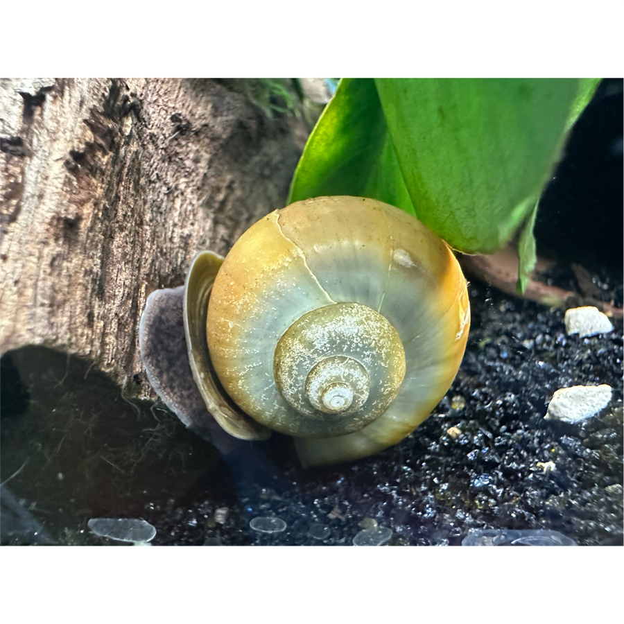 Jade Mystery Snail