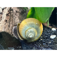 Jade Mystery Snail