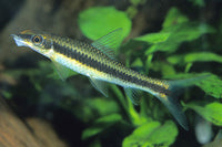 Siamese Algae Eater Large