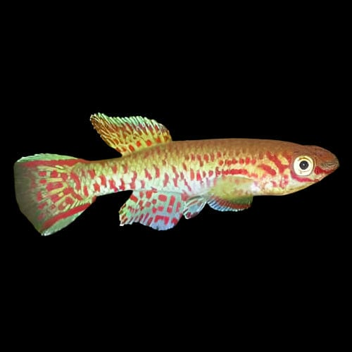 Gardneri Killifish