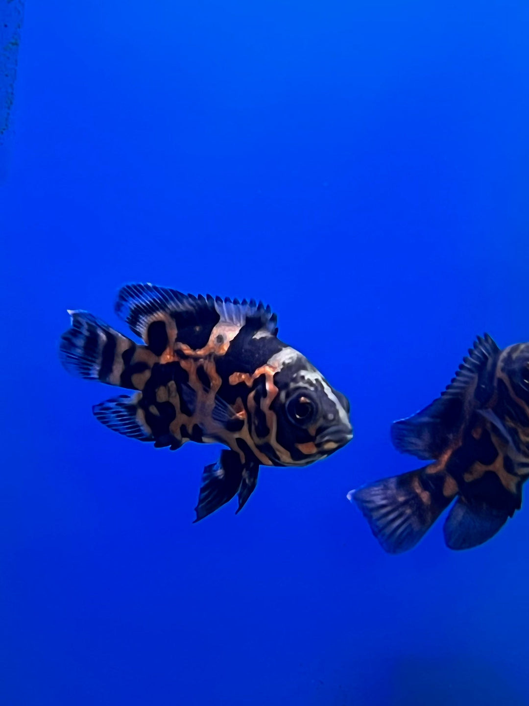 Tiger Oscar 2.5" - 3"