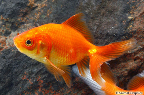 Red Fantail Goldfish (Med)