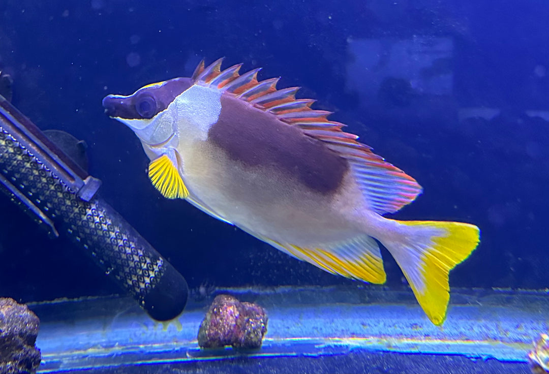 Foxface Reef Magnificent Foxface – Reeflifeaquariums.com