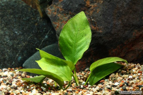 Anubias Nana Plant Large