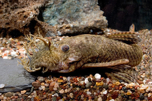 Bristlenose Pleco 3" - 3.5"