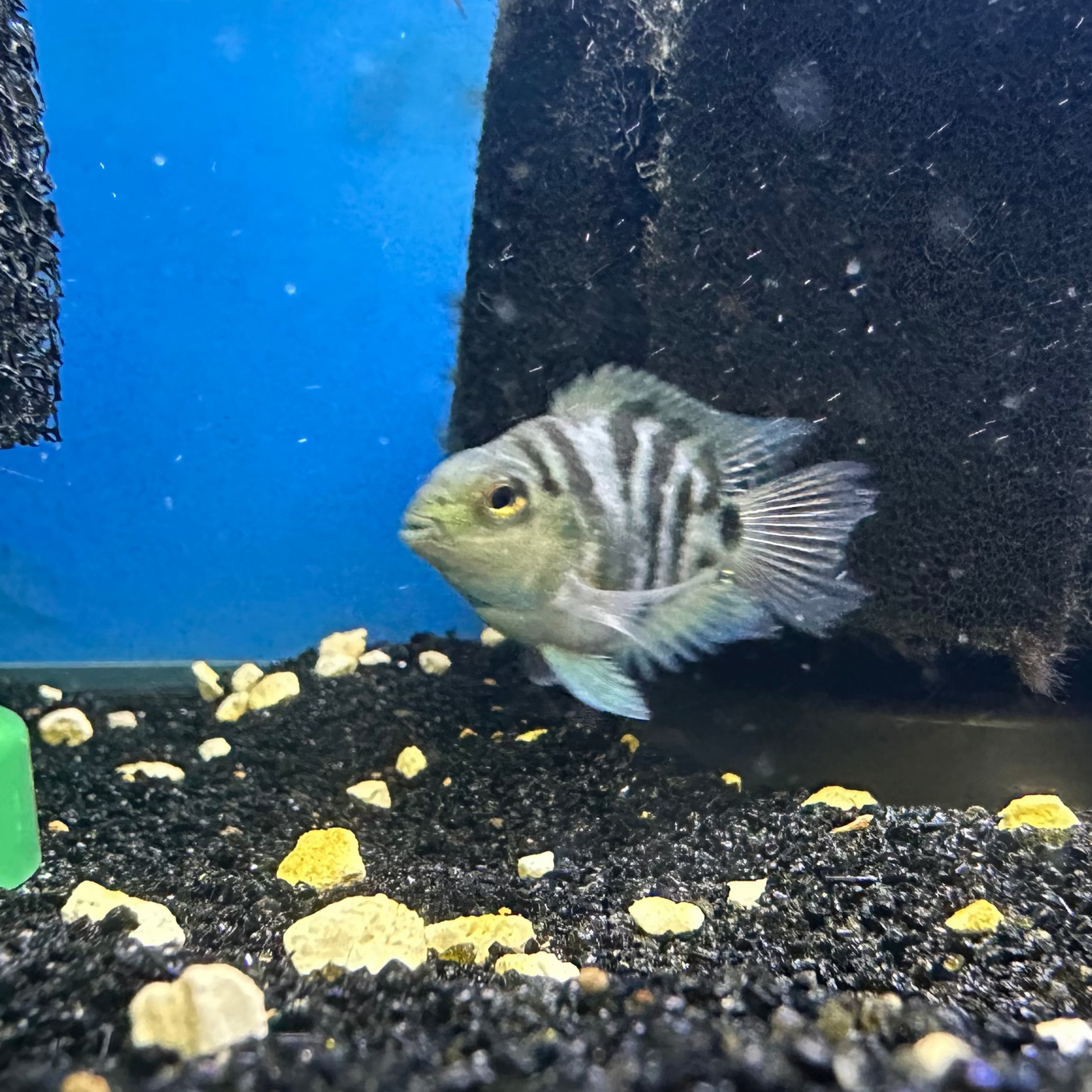 Polar Blue Cichlid