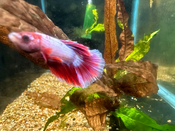 BT1C WYSIWYG Male Betta