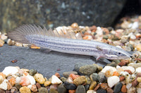 Dinosaur Senegalus Polypterus  10 inch