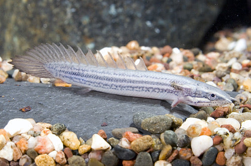 Dinosaur Senegalus Polypterus  10 inch