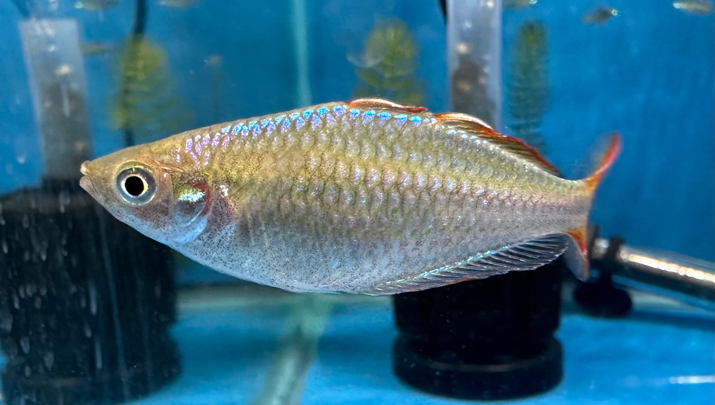 Neon Rainbowfish (unsexed)