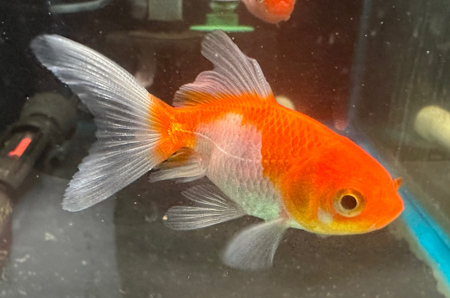 Sarasa Fantail Goldfish 2.5" - 3.0"