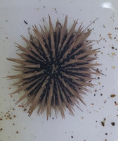 Shortspine Urchin