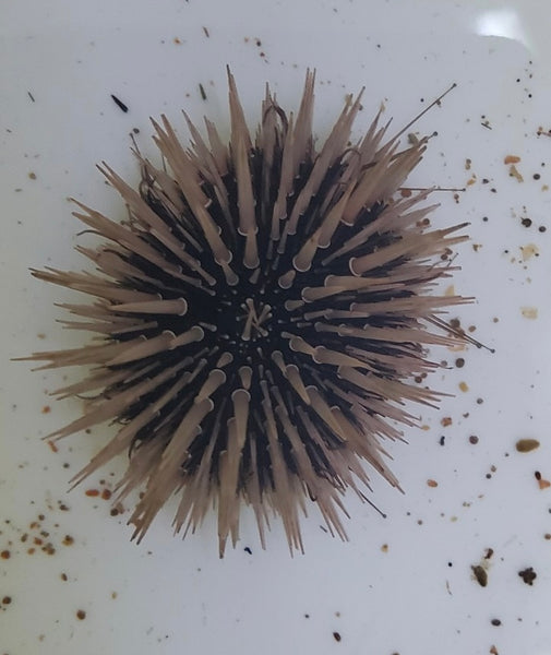 Shortspine Urchin