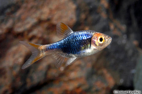 Purple Harlequin Rasbora