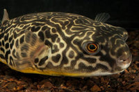 Mbu Puffer 4 - 5”