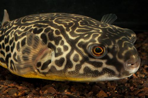 Mbu Puffer 4 - 5”