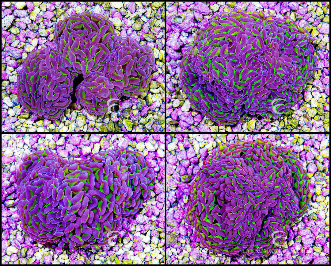 ECC Neon Green (Purple Tip) Branching Hammer (1 Heads)