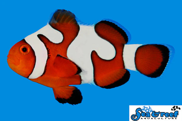 DaVinci Clownfish - Grade B