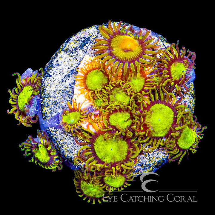 ECC King Midas Zoanthid Frag (4 Polyp Average)