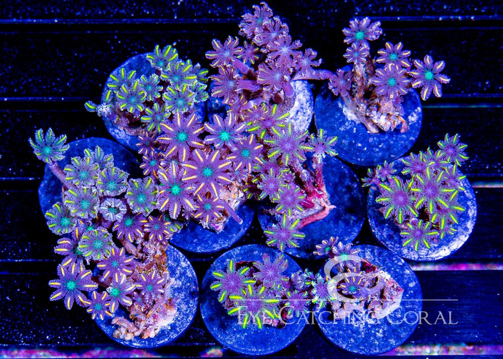 ECC Gold Clove Polyp Frag
