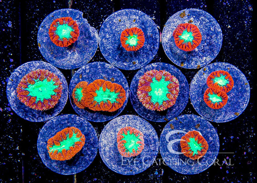 ECC Red Blastomussa Wellsi Frag