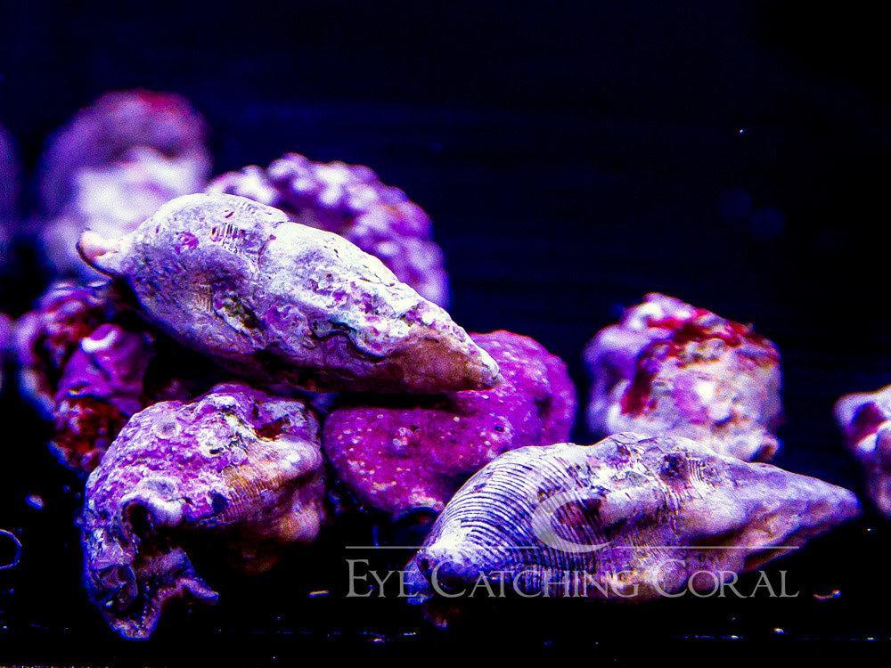 Stocky Cerith Snail