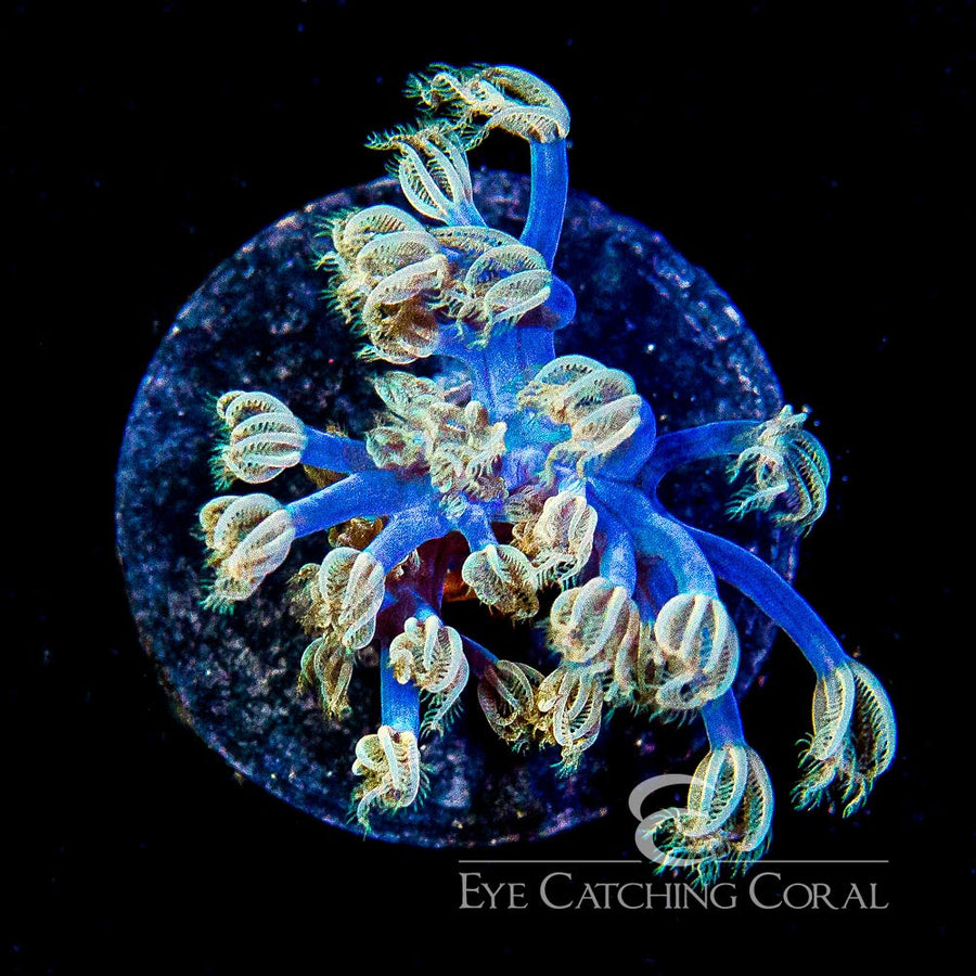 ECC Starlight Cespitularia Frag