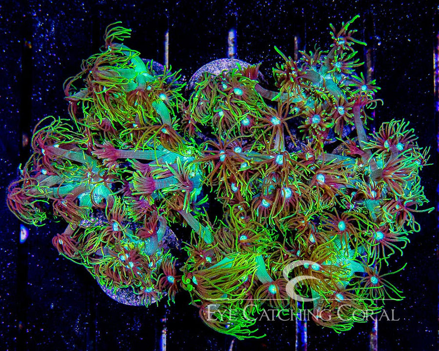 ECC Aussie Long Polyp Green Goniopora Frag