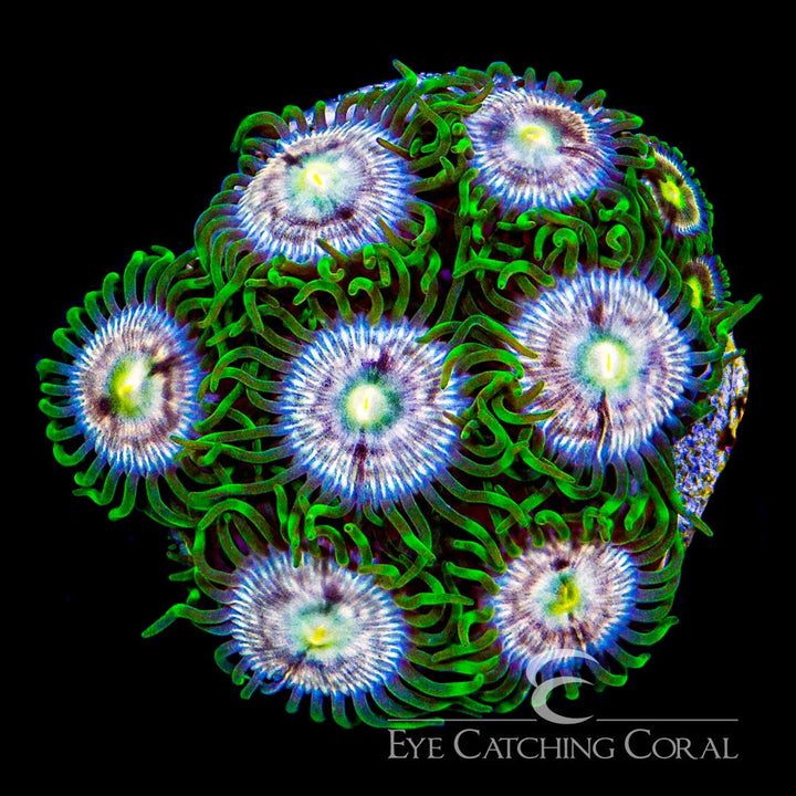 ECC Laser Lemon Zoanthid Frag (4 Polyp Average)