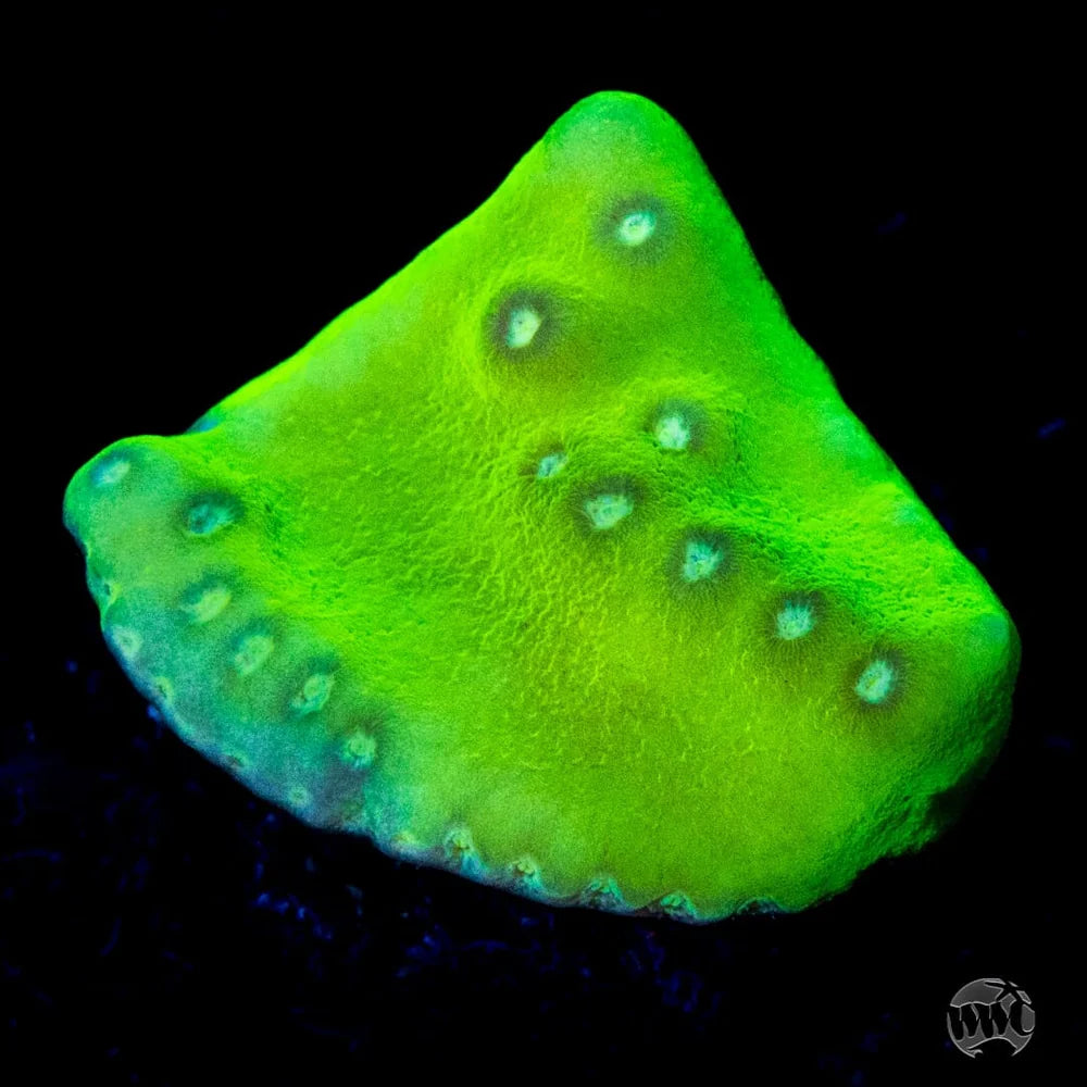 Green Fire Turbinaria