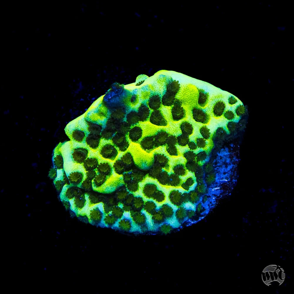 Neon Montipora Spongodes