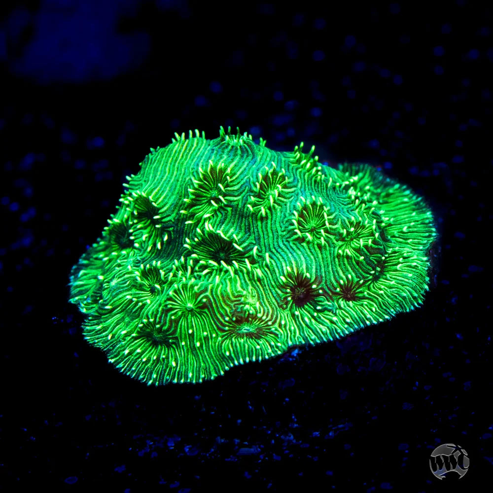 Emerald Pavona