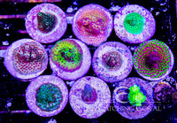 Aussie Acropora Frag