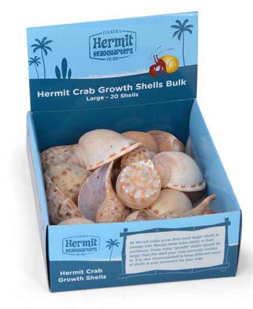 Large Hermit Crab Shell Each