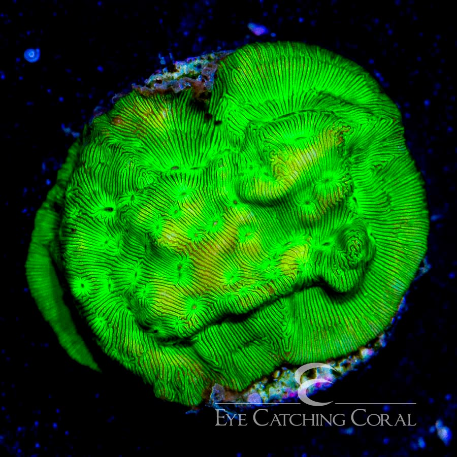 ECC Kiwi Fusion Leptoseris Frag