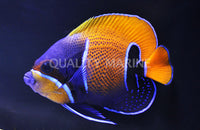 Angel Fish