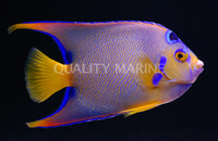 Angel Fish