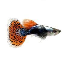 Dumbo Mosaic Guppy Male
