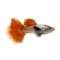 Dumbo Red Guppy Male