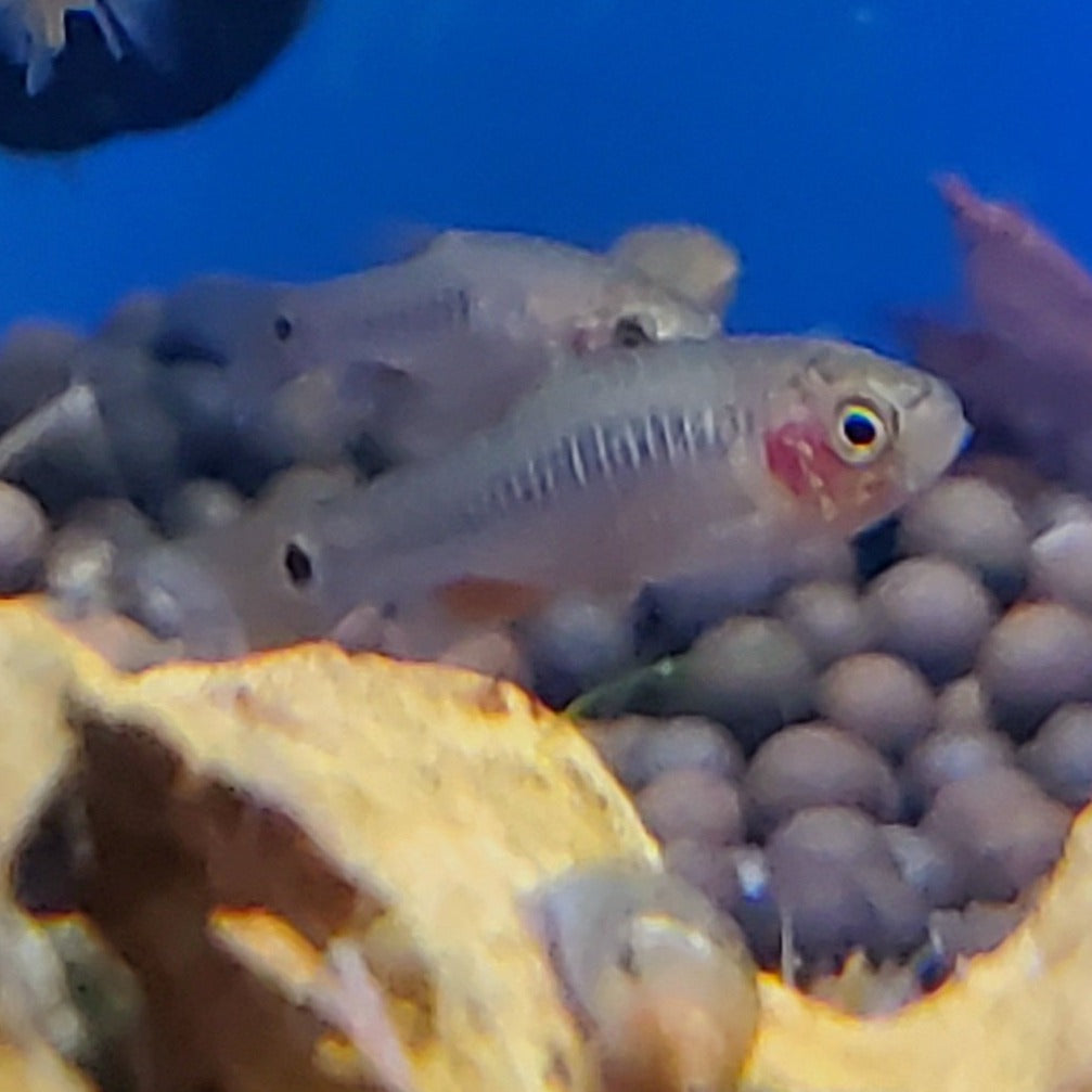 Emerald Dwarf Rasbora (celestichthys erythromicron) are a beautiful and diminutive addition to a nano planted aquarium!