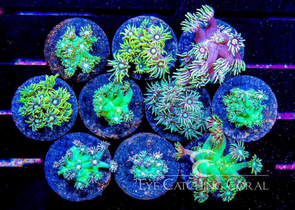 ECC Aussie Green Goniopora Frag