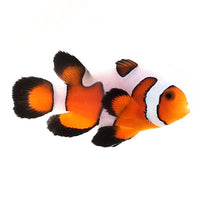 Davinci Gladiator Roundtail Longfin Clownfish