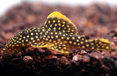 Gold Nugget Pleco L018 3"