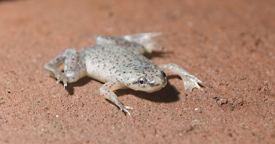 Dwarf African Frog