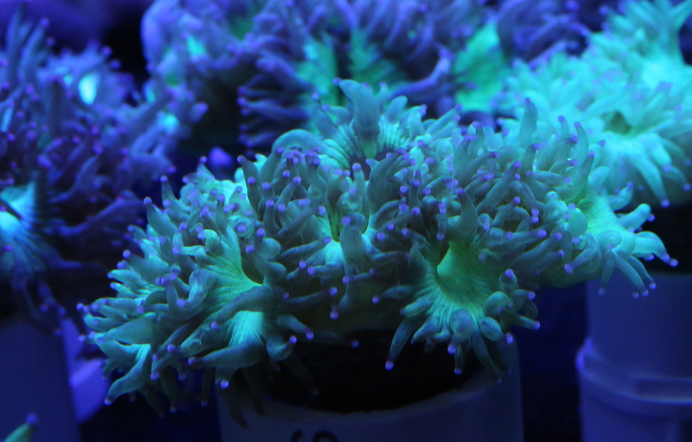 Metallic Elegance Coral (Australian)