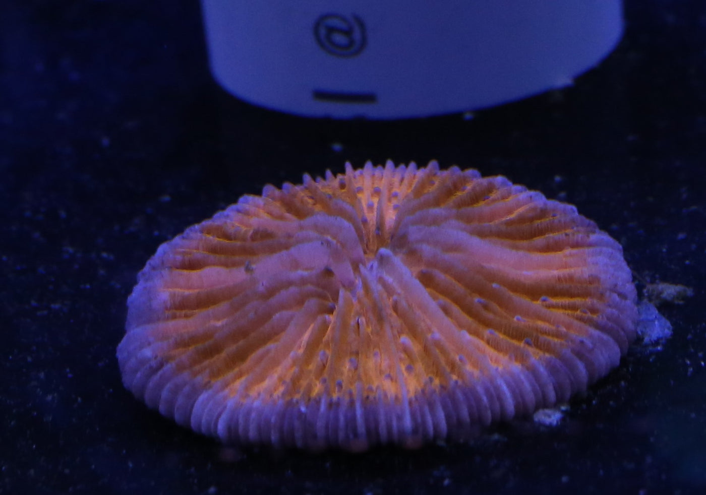 Orange Fungia