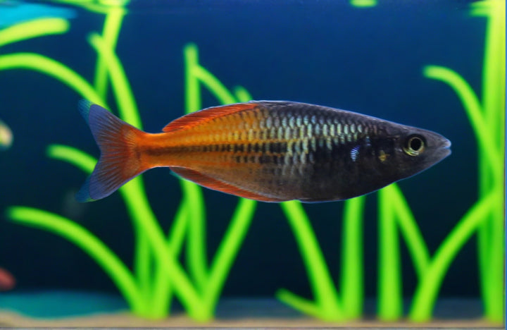 Boesemani Rainbow 3”-4"