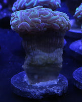 RLA Hammer Coral