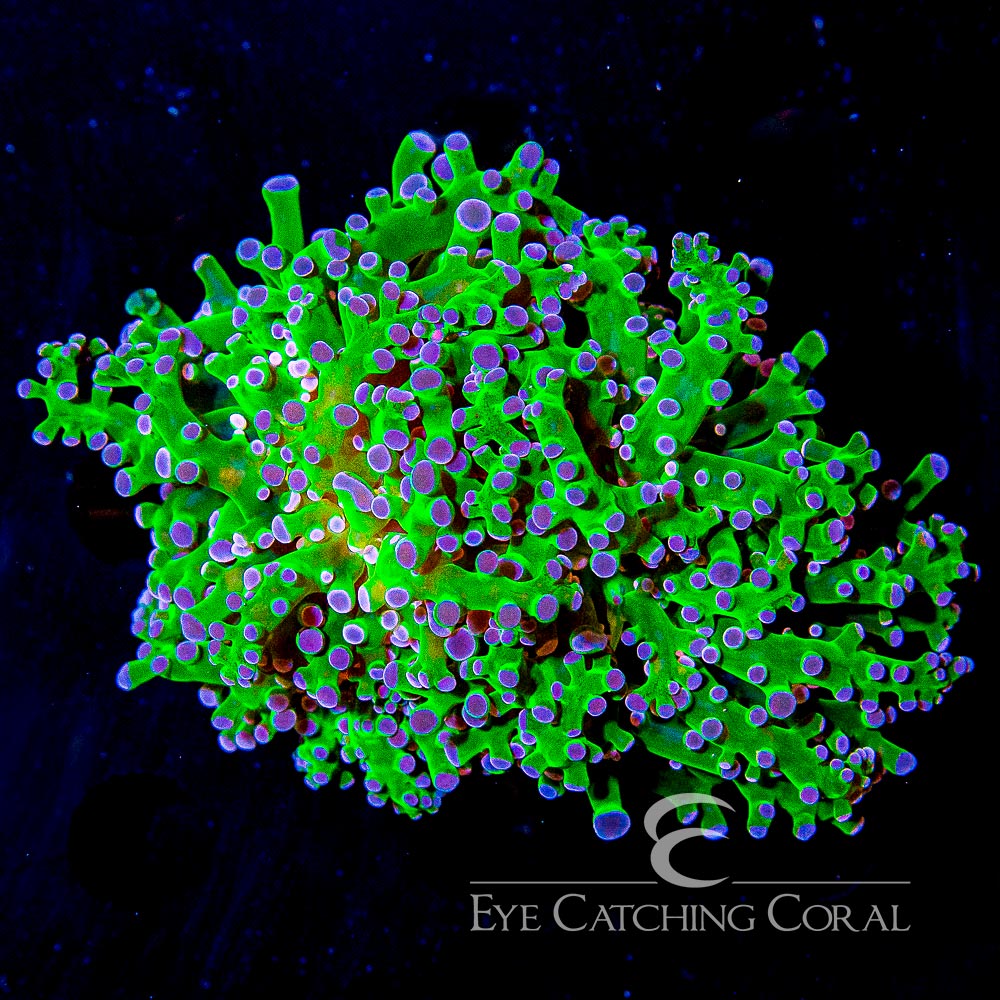 ECC Neon Green Purple Tip Frogspawn Frag