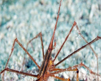 Arrow Crab